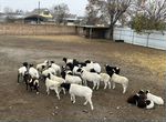 Продажа овец Дорпер и их гибридов