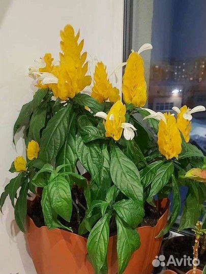 Пахистахис желтый. Пахистахис красный