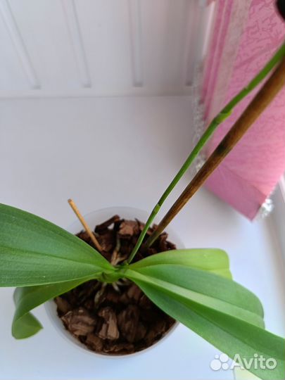 Орхидея фаленопсис