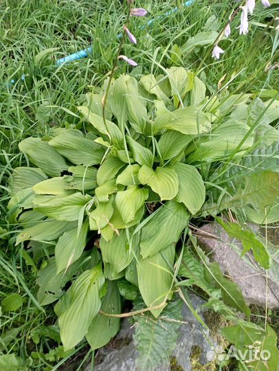 Хоста растение