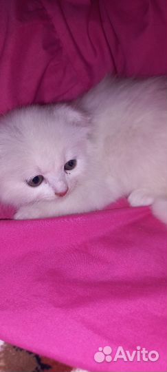 Отдам котёнка в добрые руки
