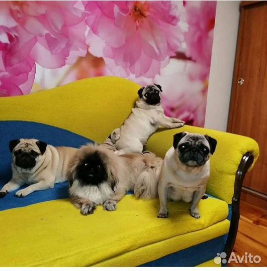 Уход за животными