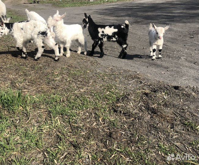 Козы заанинской породы