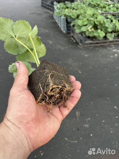 Саженцы клубники купчиха