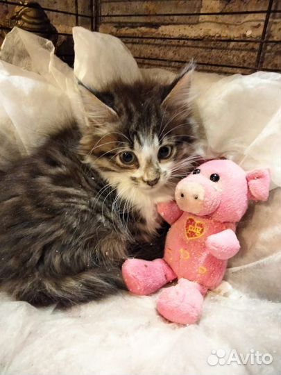 Котенок девочка 2 месяца