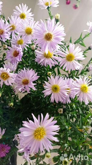 Цветы. Астра (сентябрины). Есть хризантемы