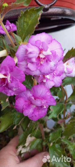 Ризомы ахименесов