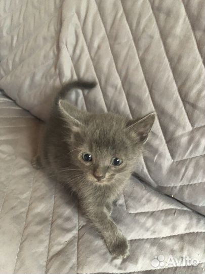 Котята в добрые руки приучены к лотку