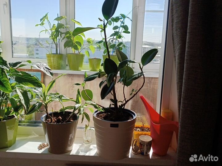 Фикус каучуконосный большой