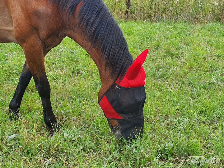 Домашние животные