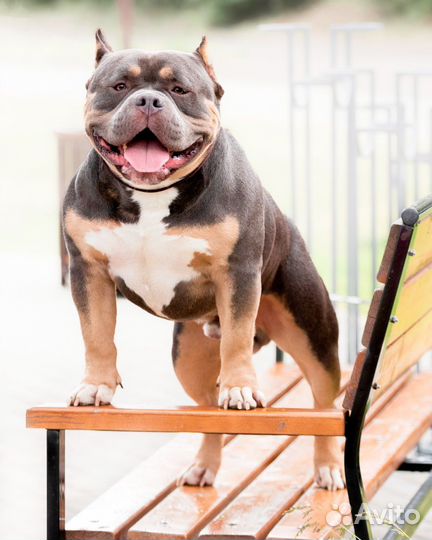 Американский булли вязка