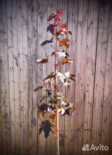 Клен Роял Ред и Кримсон Кинг