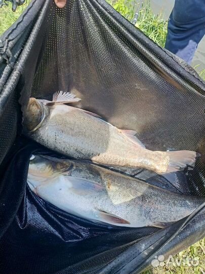 Живая рыба Карп, Белый Амур, Толстолобик
