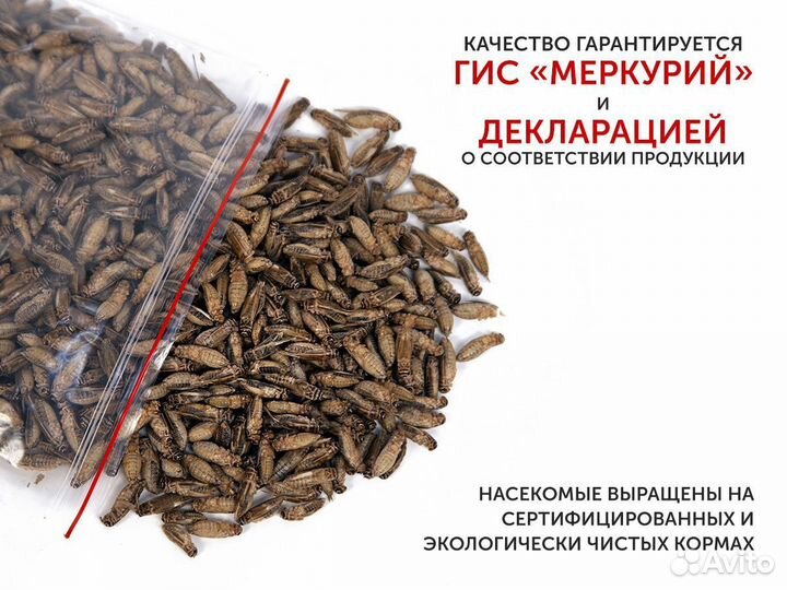 Сверчки домовые замороженные, корм для стрижей