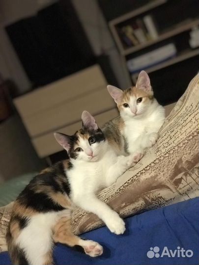 Кошки мышеловки