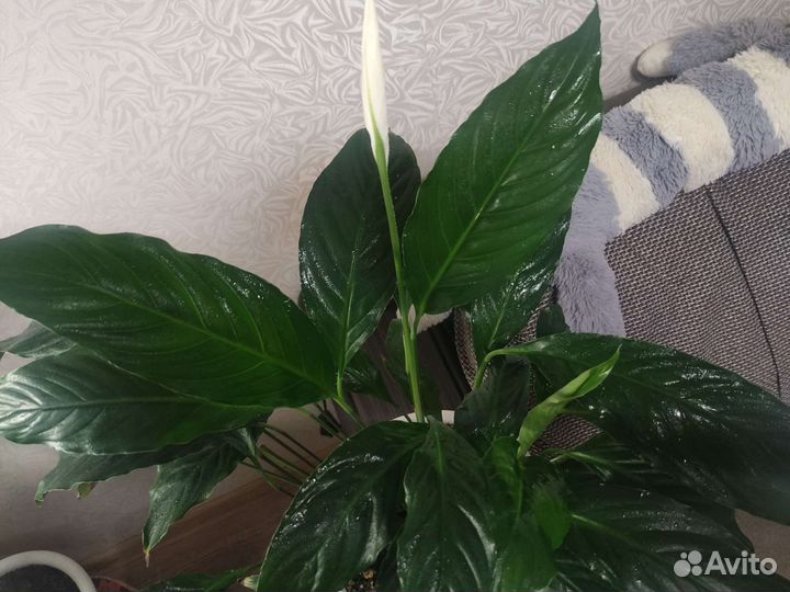 Спатифиллум