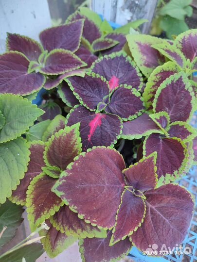 Колеусы вегетативные