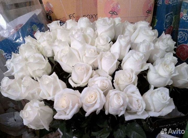 101 роза цветы букеты доставка 25 51 101 роза