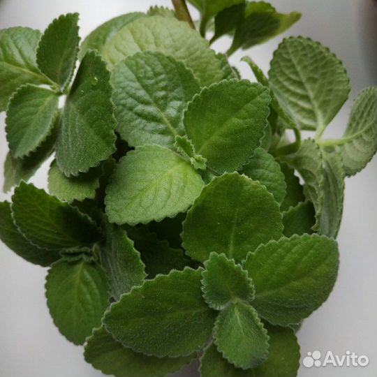 Мята домашняя