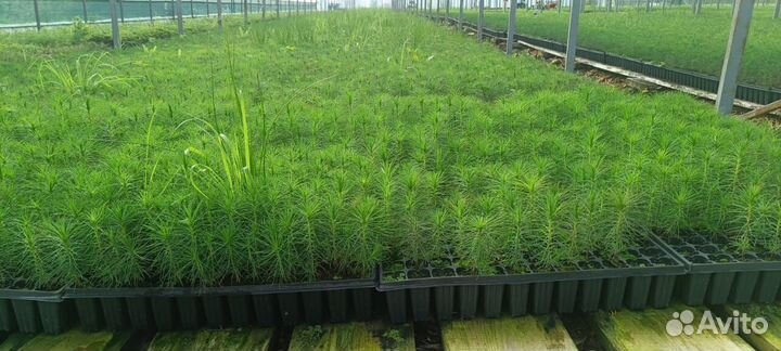 Сеянцы ели зкс в розницу