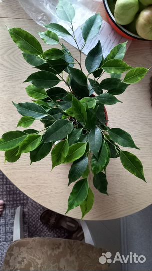 Фикус бенджамина пестролистный