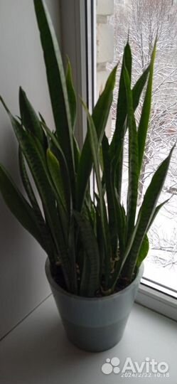 Замиокулькас