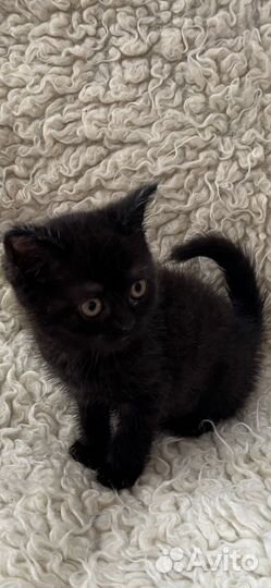 Британская кошка