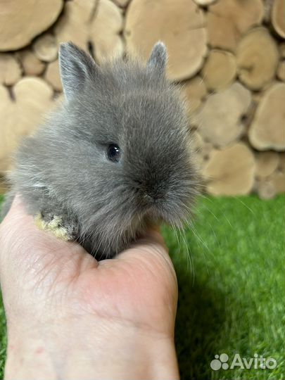 Самый большой выбор карликовых кроликов