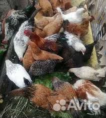 Куры несушки