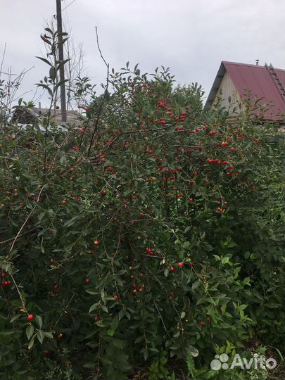 Все для сада