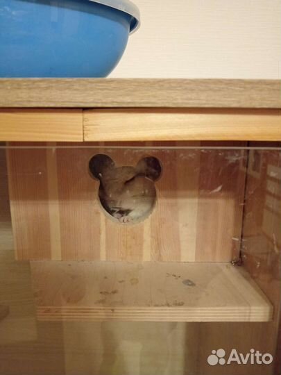 Шиншилла с витриной