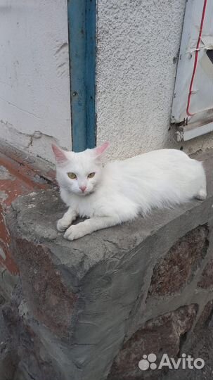 Кошка в дар бесплатно