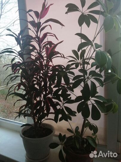 Шефлера, драцена