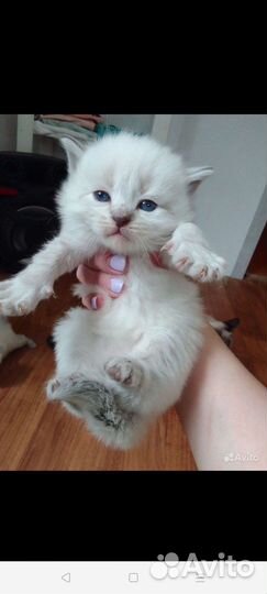 Невские-маскарадные котята