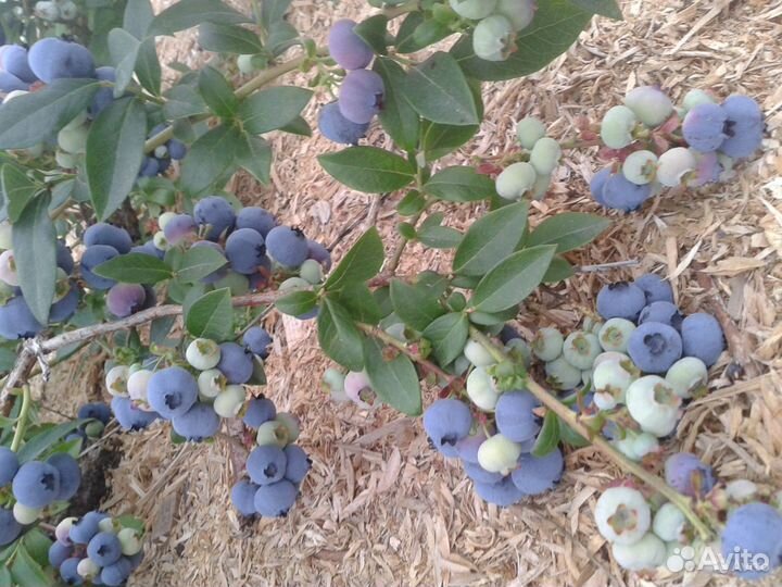 Саженцы голубики 