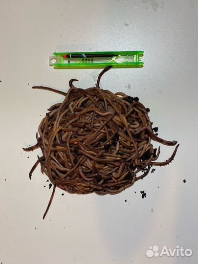 Червь Дендробена для рыбалки