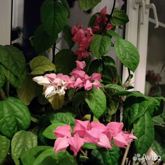 Клеродендрум Томпсон