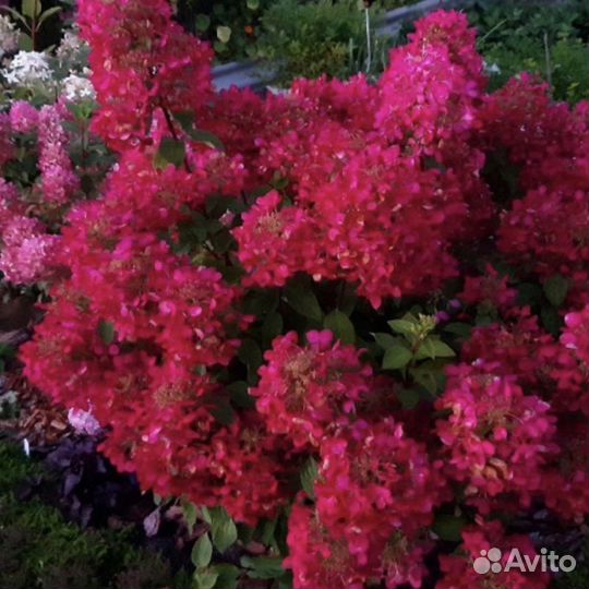 Гортензия метельчатая черенки