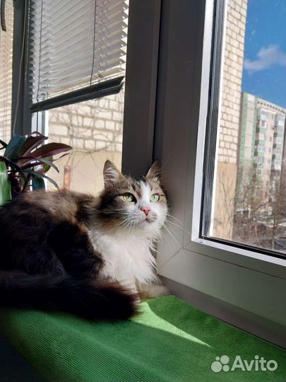 Кошка в дар бесплатно