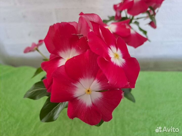 Катарантус семена