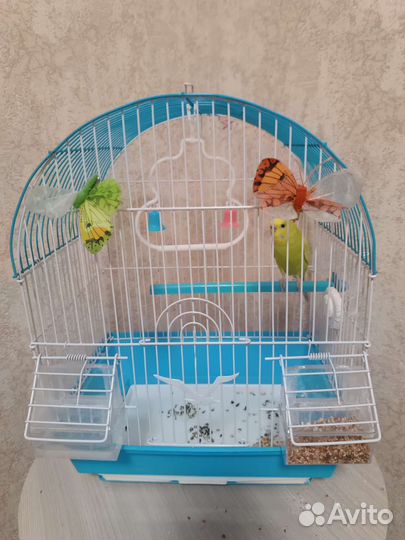 Волнистый попугай с клеткой