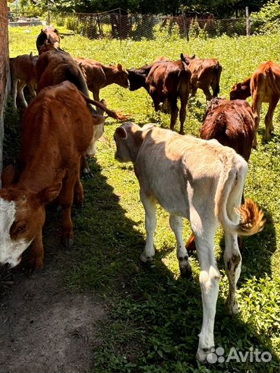 Продам телят от 3 месяцев до 1 года