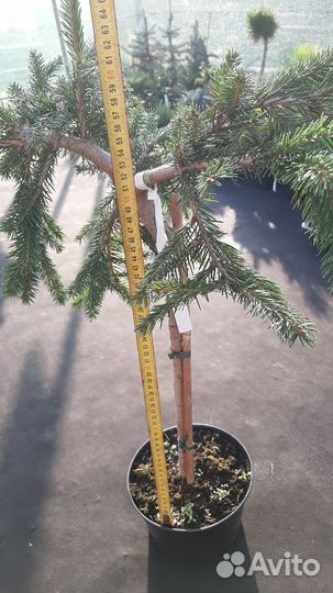 Ель обыкновенная Formanek на штамбе