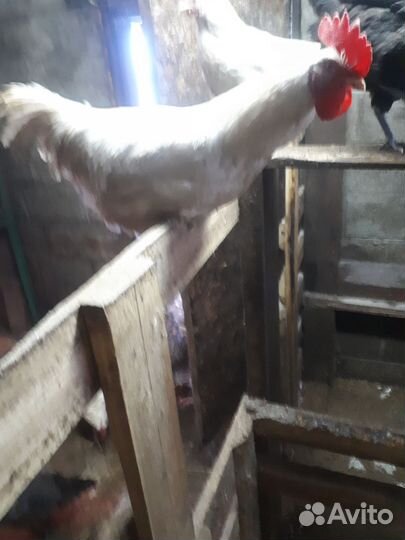 Молодые петухи