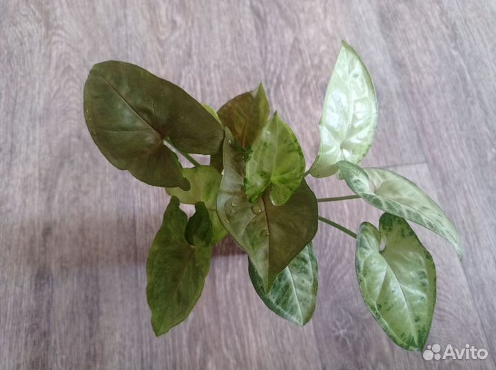 Сингониум, аглаонема,сциндаптус