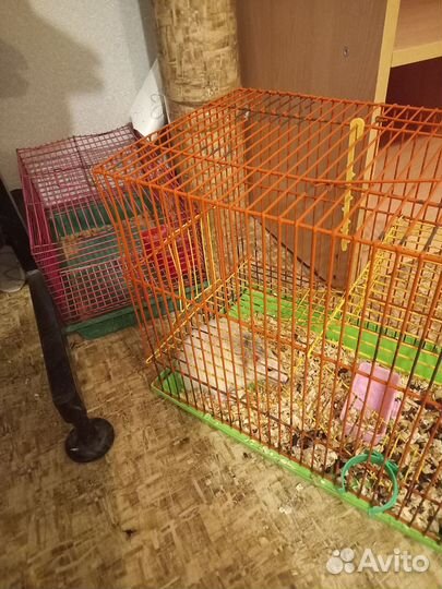 Крыса дамбо с клеткой