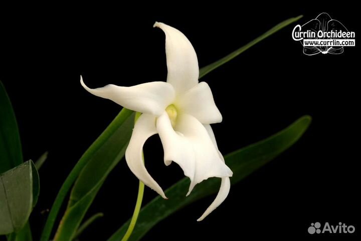 Орхидея. Ангрекум. Angraecum magdalenae