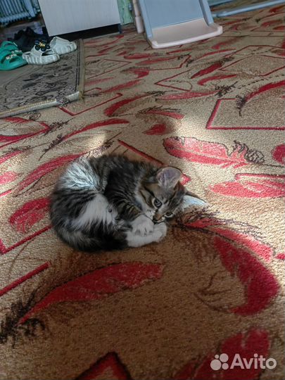 Котята отдам бесплатно