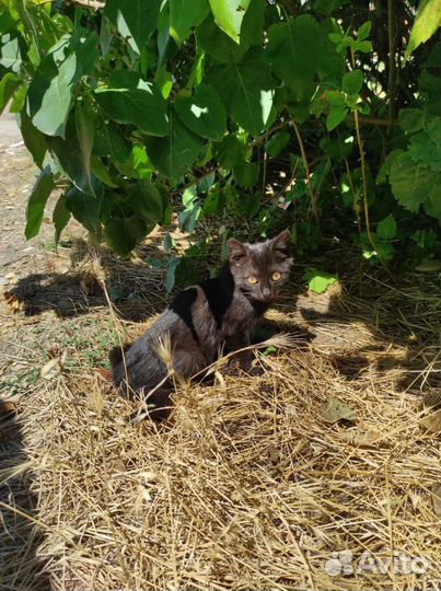 Кошка и котята в большой опасности