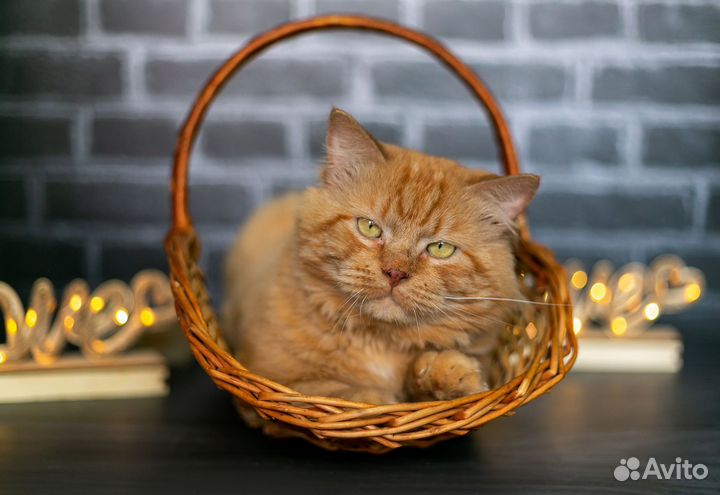 Тишка ищет дом